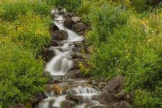 USA, Colorado, San Juan Mountains. Daisies next to stream.-Cathy and Gordon Illg-Photographic Print