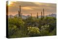 Stretched Canvas Print