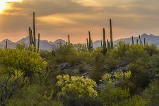 USA, Arizona, Saguaro National Park. Sunset on Desert Landscape-Cathy & Gordon Illg-Photographic Print