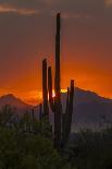 USA, Arizona, Sonoran Desert. Pyrrhuloxia Bird Lands on Saguaro Buds-Cathy & Gordon Illg-Photographic Print
