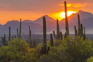 USA, Arizona, Saguaro National Park. Sunset on Desert Landscape by Cathy & Gordon Illg