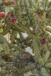 USA, Arizona, Sonoran Desert. Pyrrhuloxia Bird Lands on Saguaro Buds-Cathy & Gordon Illg-Photographic Print