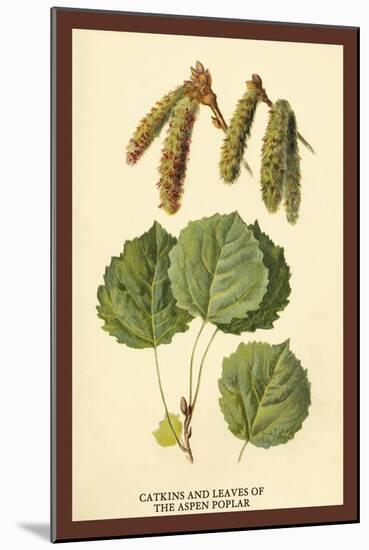 Catkins and Leaves of the Aspen Poplar-W.h.j. Boot-Mounted Art Print