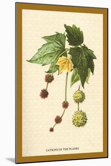 Catkins of the Planes-W.h.j. Boot-Mounted Art Print
