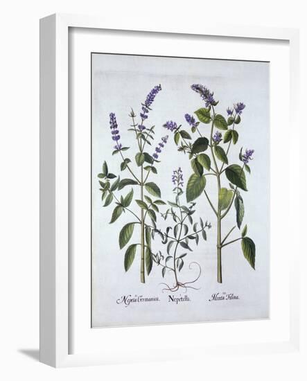 Catmintand Catnip, from 'Hortus Eystettensis', by Basil Besler (1561-1629), Pub. 1613 (Hand-Coloure-German School-Framed Giclee Print