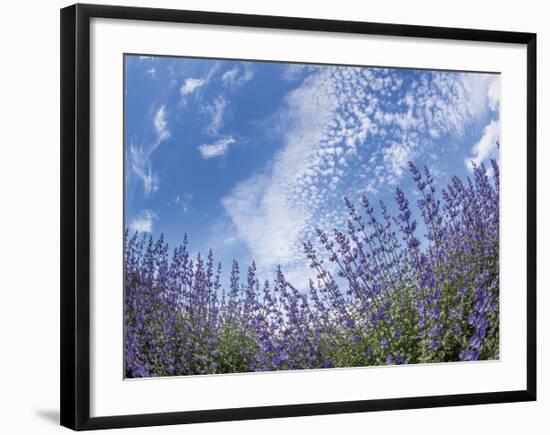 Catnip Garden-Don Paulson-Framed Giclee Print