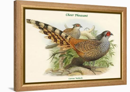 Catreus Wallachi - Cheer Pheasant-John Gould-Framed Stretched Canvas