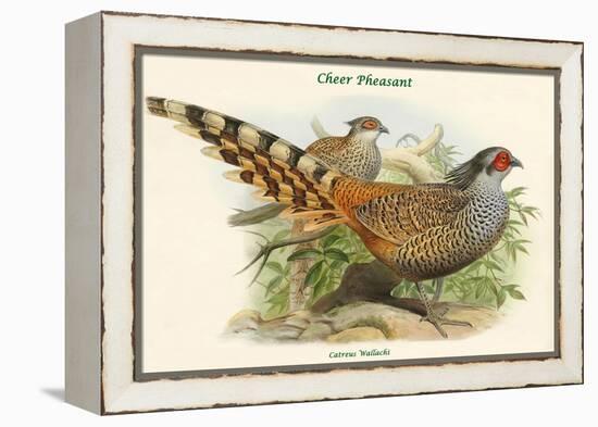 Catreus Wallachi - Cheer Pheasant-John Gould-Framed Stretched Canvas
