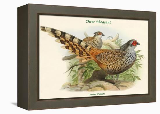 Catreus Wallachi - Cheer Pheasant-John Gould-Framed Stretched Canvas