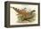 Catreus Wallachi - Cheer Pheasant-John Gould-Framed Stretched Canvas