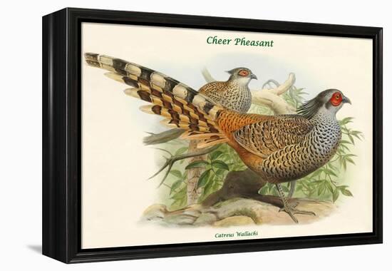 Catreus Wallachi - Cheer Pheasant-John Gould-Framed Stretched Canvas