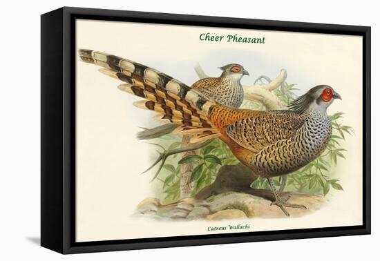 Catreus Wallachi - Cheer Pheasant-John Gould-Framed Stretched Canvas