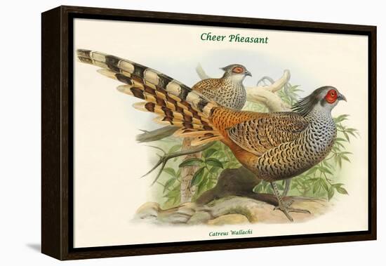 Catreus Wallachi - Cheer Pheasant-John Gould-Framed Stretched Canvas