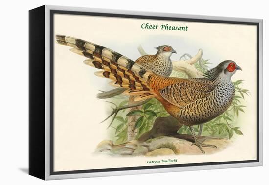 Catreus Wallachi - Cheer Pheasant-John Gould-Framed Stretched Canvas