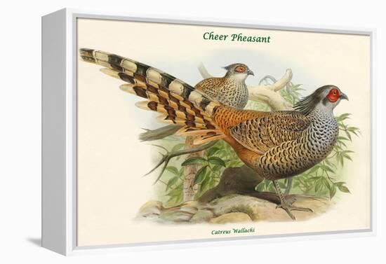 Catreus Wallachi - Cheer Pheasant-John Gould-Framed Stretched Canvas