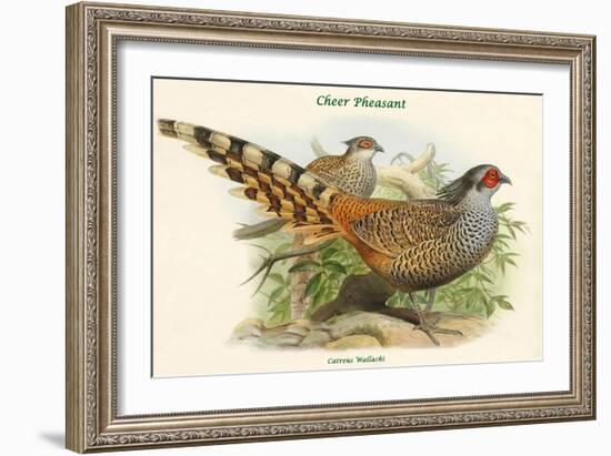 Catreus Wallachi - Cheer Pheasant-John Gould-Framed Art Print