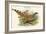 Catreus Wallachi - Cheer Pheasant-John Gould-Framed Art Print