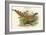 Catreus Wallachi - Cheer Pheasant-John Gould-Framed Art Print