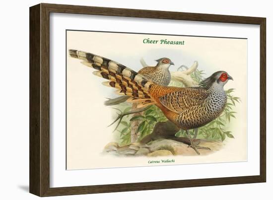 Catreus Wallachi - Cheer Pheasant-John Gould-Framed Art Print