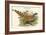 Catreus Wallachi - Cheer Pheasant-John Gould-Framed Art Print