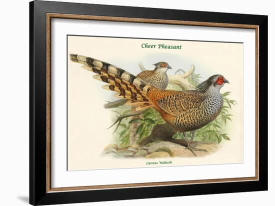 Catreus Wallachi - Cheer Pheasant-John Gould-Framed Art Print