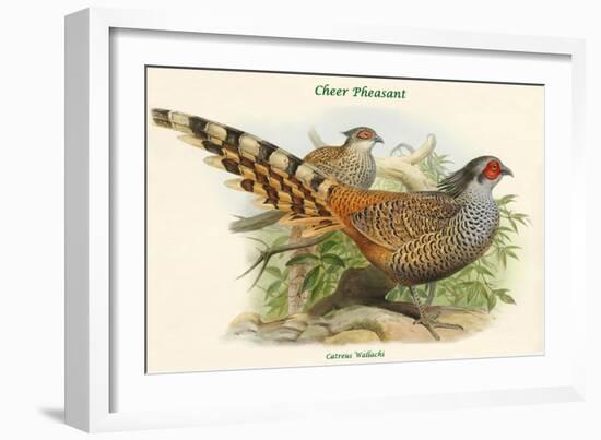 Catreus Wallachi - Cheer Pheasant-John Gould-Framed Art Print