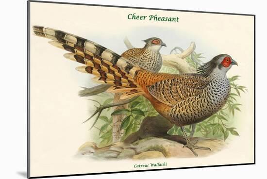 Catreus Wallachi - Cheer Pheasant-John Gould-Mounted Art Print