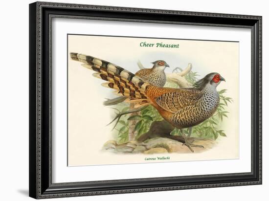 Catreus Wallachi - Cheer Pheasant-John Gould-Framed Art Print