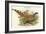 Catreus Wallachi - Cheer Pheasant-John Gould-Framed Art Print