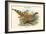 Catreus Wallachi - Cheer Pheasant-John Gould-Framed Art Print