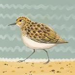 Serious Sanderling-Catriona Hall-Giclee Print