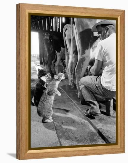 Cats Blackie and Brownie Catching Squirts of Milk During Milking at Arch Badertscher's Dairy Farm-Nat Farbman-Framed Premier Image Canvas