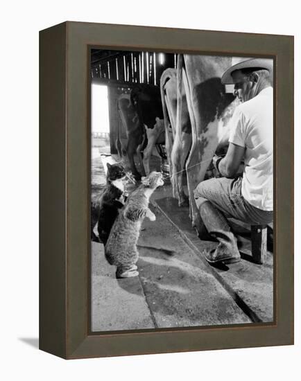 Cats Blackie and Brownie Catching Squirts of Milk During Milking at Arch Badertscher's Dairy Farm-Nat Farbman-Framed Premier Image Canvas