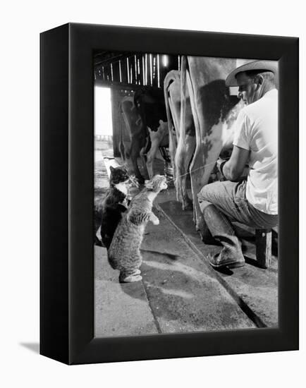 Cats Blackie and Brownie Catching Squirts of Milk During Milking at Arch Badertscher's Dairy Farm-Nat Farbman-Framed Premier Image Canvas