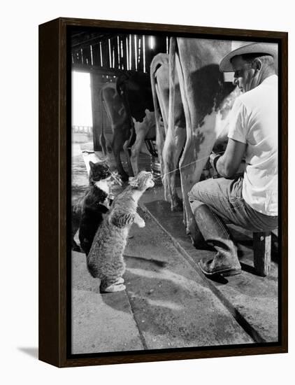 Cats Blackie and Brownie Catching Squirts of Milk During Milking at Arch Badertscher's Dairy Farm-Nat Farbman-Framed Premier Image Canvas