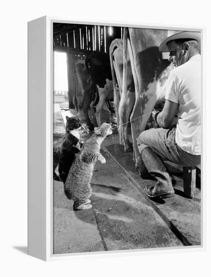 Cats Blackie and Brownie Catching Squirts of Milk During Milking at Arch Badertscher's Dairy Farm-Nat Farbman-Framed Premier Image Canvas