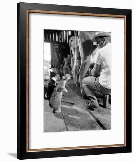 Cats Blackie and Brownie Catching Squirts of Milk During Milking at Arch Badertscher's Dairy Farm-Nat Farbman-Framed Premium Photographic Print