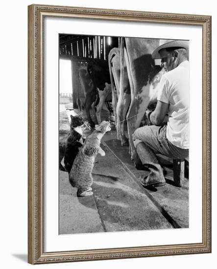 Cats Blackie and Brownie Catching Squirts of Milk During Milking at Arch Badertscher's Dairy Farm-Nat Farbman-Framed Premium Photographic Print