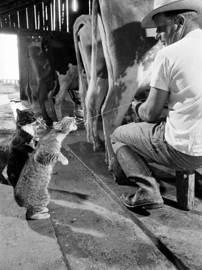 cats-blackie-and-brownie-catching-squirts-of-milk-during-milking-at-arch-badertscher-s-dairy-farm_u-l-p3mkkb0.jpg