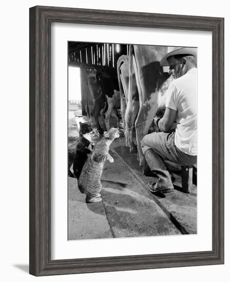 Cats Blackie and Brownie Catching Squirts of Milk During Milking at Arch Badertscher's Dairy Farm-Nat Farbman-Framed Photographic Print