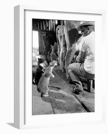 Cats Blackie and Brownie Catching Squirts of Milk During Milking at Arch Badertscher's Dairy Farm-Nat Farbman-Framed Photographic Print