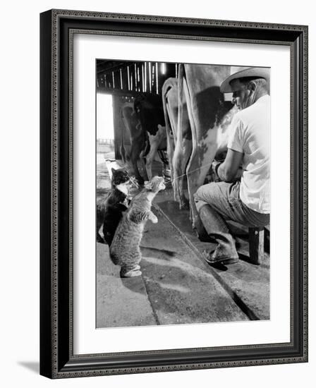 Cats Blackie and Brownie Catching Squirts of Milk During Milking at Arch Badertscher's Dairy Farm-Nat Farbman-Framed Photographic Print