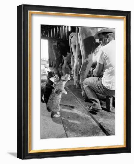 Cats Blackie and Brownie Catching Squirts of Milk During Milking at Arch Badertscher's Dairy Farm-Nat Farbman-Framed Photographic Print