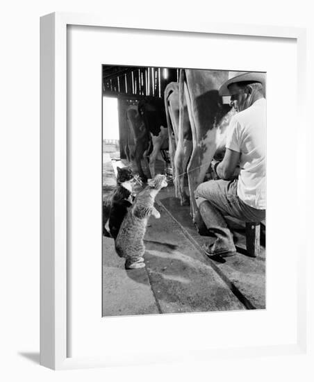 Cats Blackie and Brownie Catching Squirts of Milk During Milking at Arch Badertscher's Dairy Farm-Nat Farbman-Framed Photographic Print