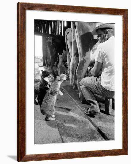 Cats Blackie and Brownie Catching Squirts of Milk During Milking at Arch Badertscher's Dairy Farm-Nat Farbman-Framed Photographic Print