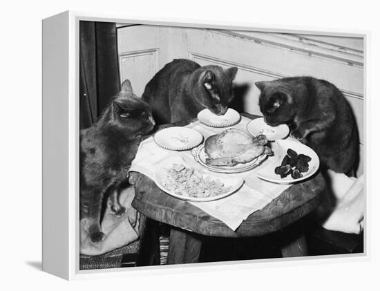 Cats' Celebratory Feast-null-Framed Premier Image Canvas