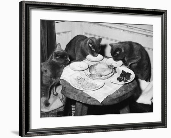 Cats' Celebratory Feast-null-Framed Photographic Print