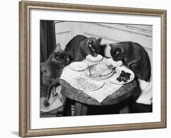 Cats' Celebratory Feast-null-Framed Photographic Print