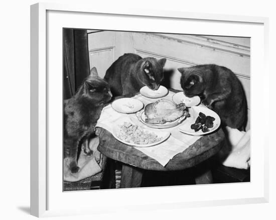 Cats' Celebratory Feast-null-Framed Photographic Print