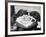 Cats' Celebratory Feast-null-Framed Photographic Print